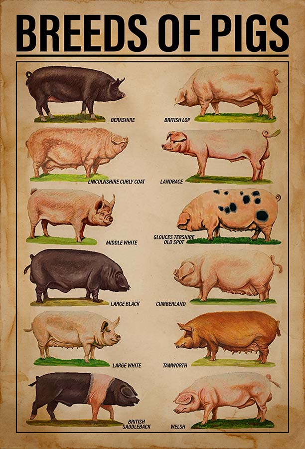 Breeds Of Pigs