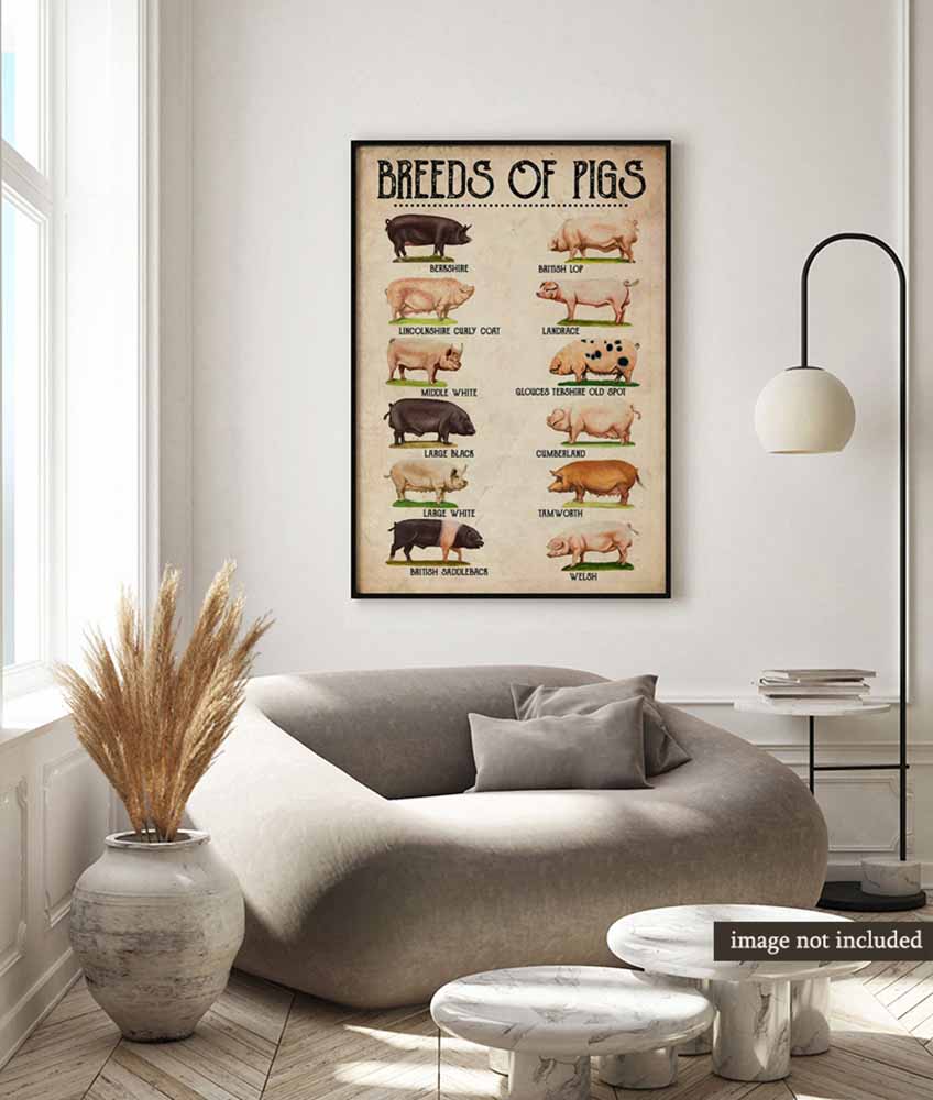 Breeds Of pigs-MH2808