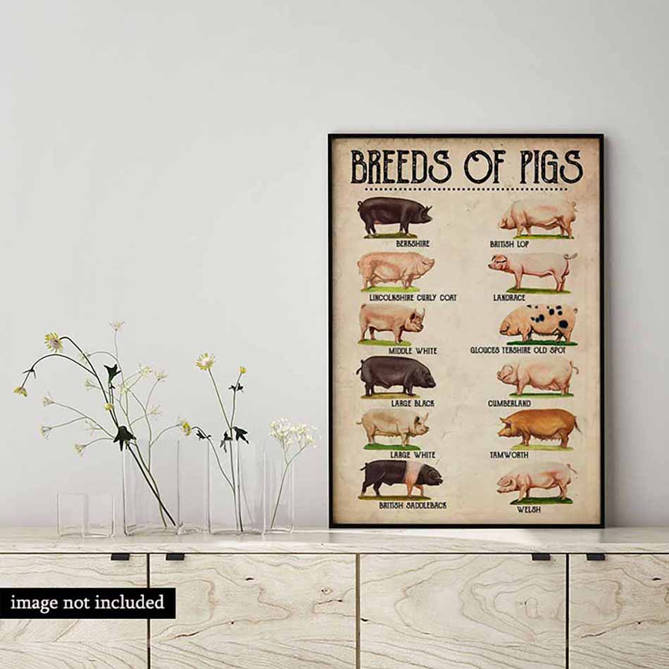 Breeds Of pigs-MH2808