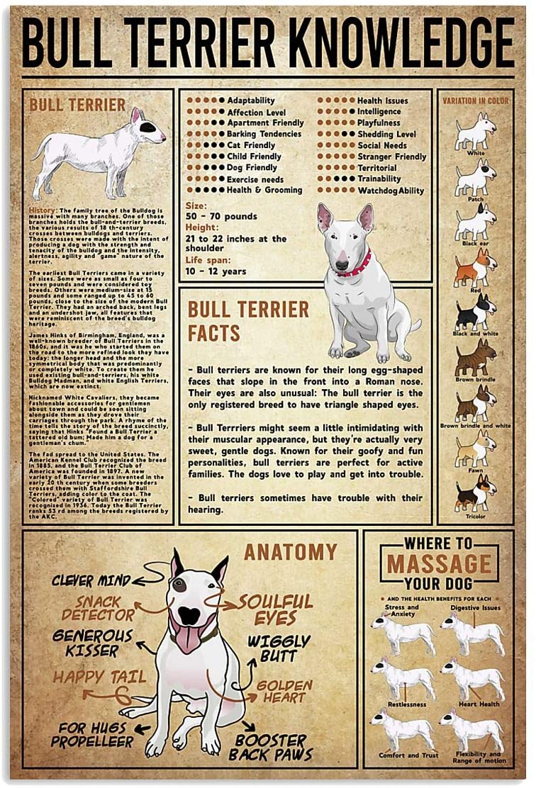Bull Terrier Knowledge Table 1