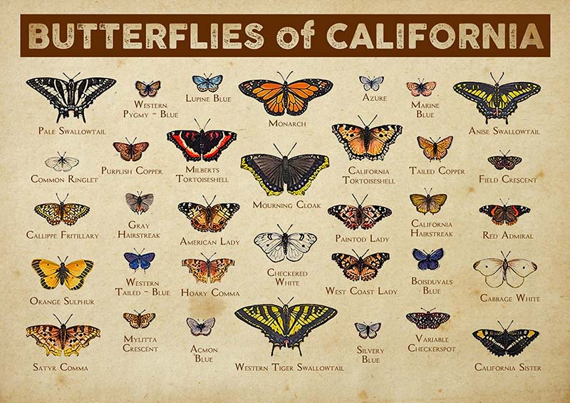 Butterflies Of California-TT2509