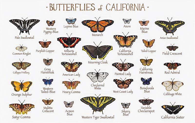 Butterflies Of California