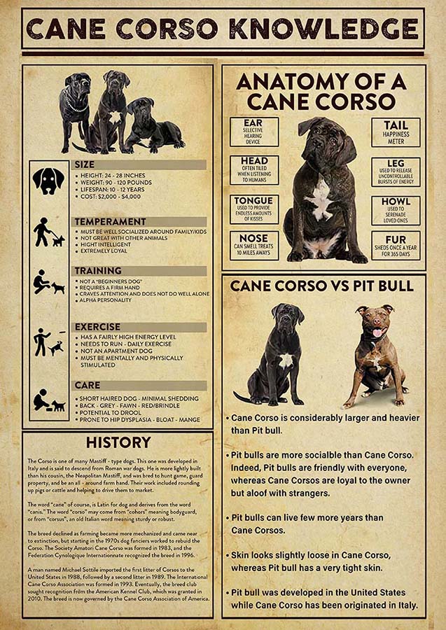 Cane Corso Knowledge-TT3009