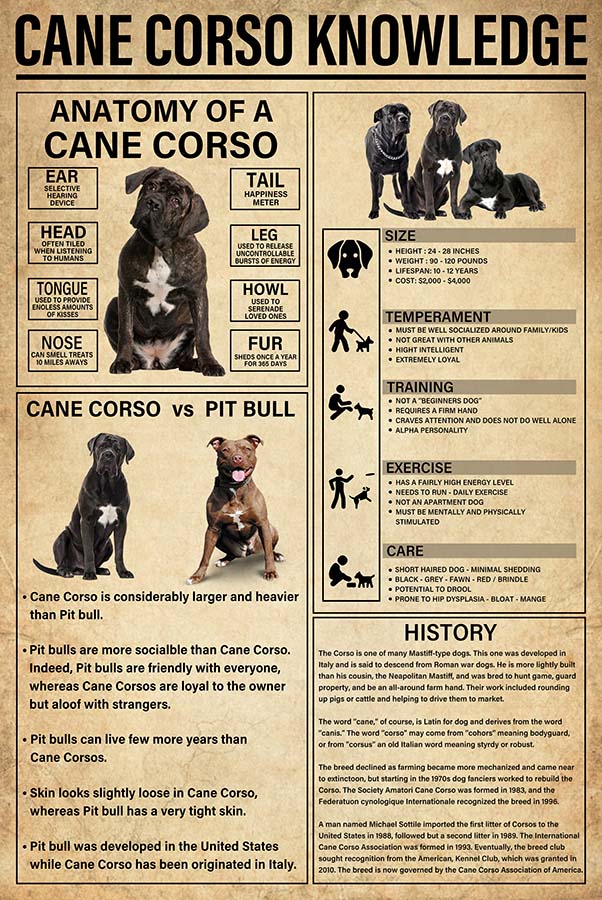 Cane Corso Knowledge