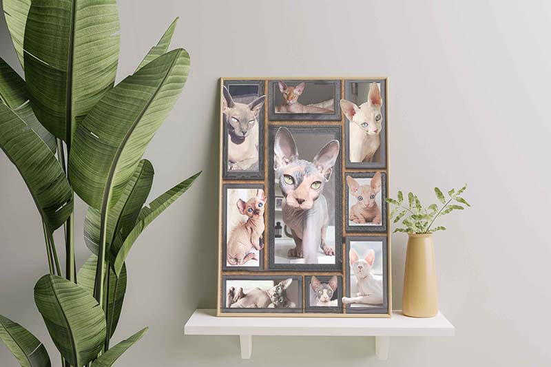 Cat Cute Sphynx-TT0812