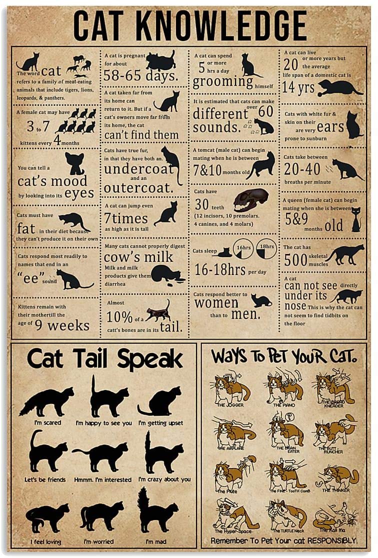 Cat Knowledge Table Pet Love Vintage