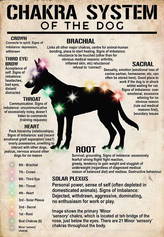 Chakra System Of The Dog-MH2708