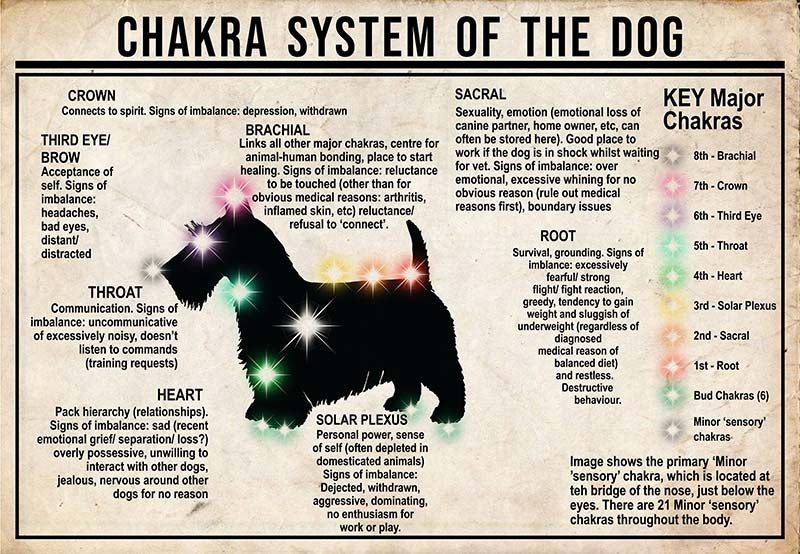 Chakra System Of The Dog Scottish Terrier MH0709