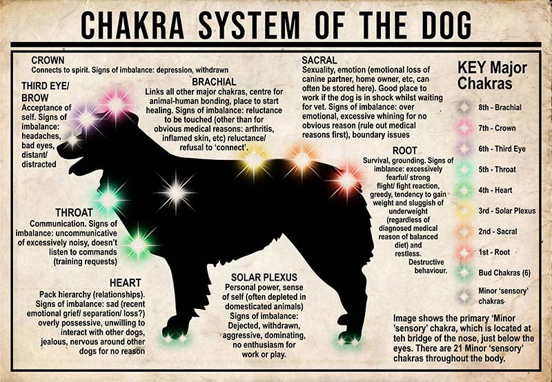 Chakra System Of The Dog  Australian Shepherds MH0709