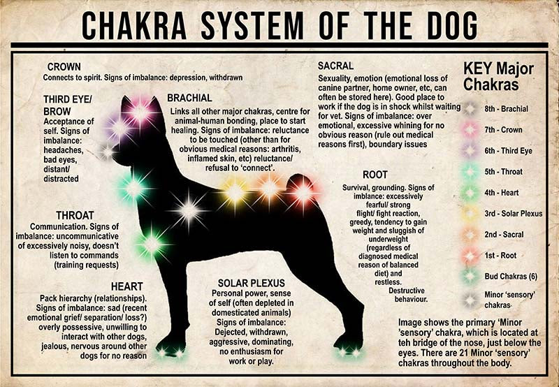Chakra System Of The Dog  Basenji MH0709