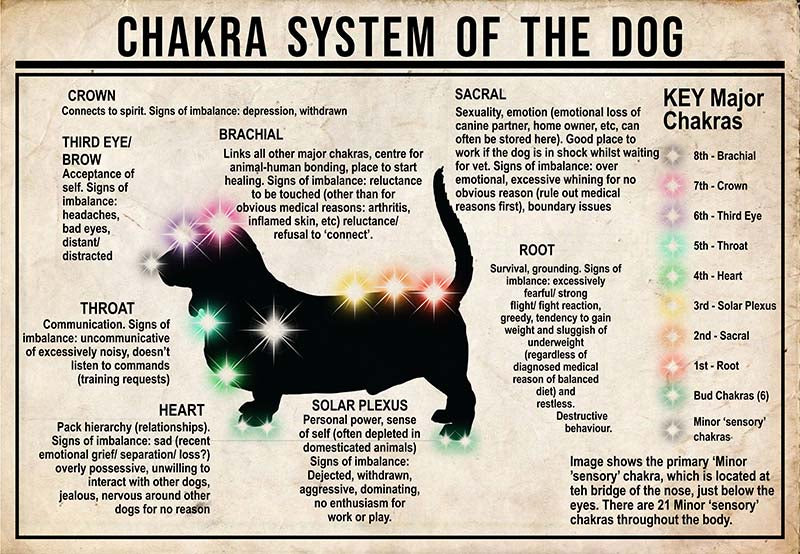 Chakra System Of The Dog  Basset Hound MH0709