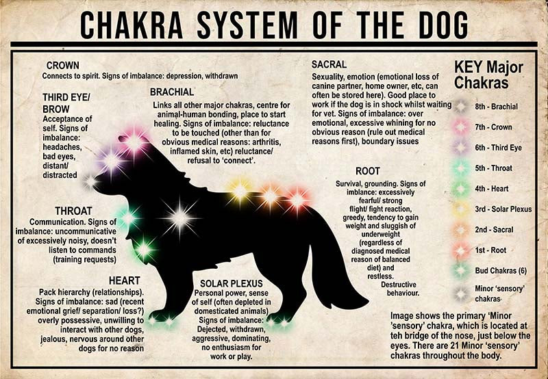 Chakra System Of The Dog  Border Collie MH0709