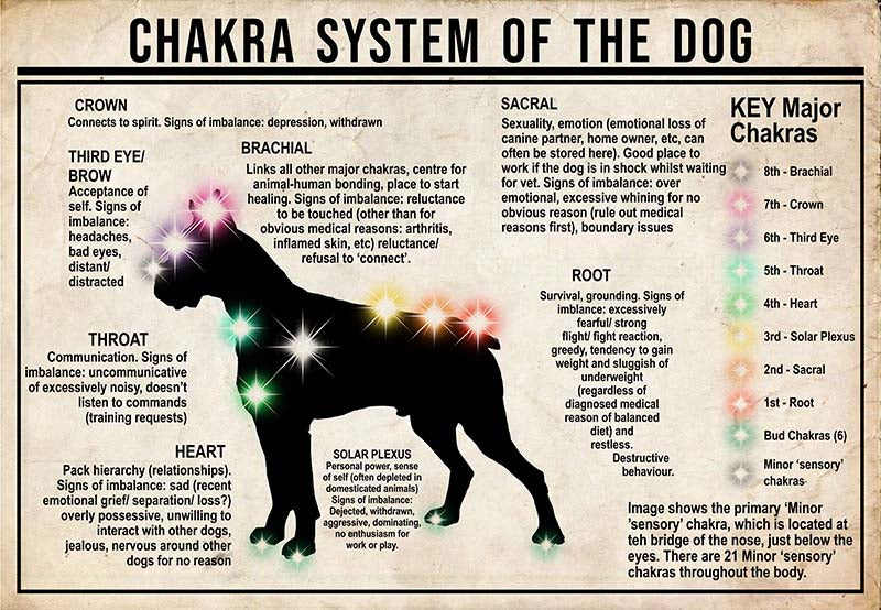 Chakra System Of The Dog  Boxer MH0709