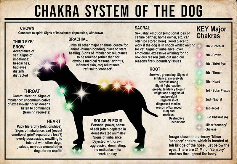 Chakra System Of The Dog  Bull Terrier MH0709