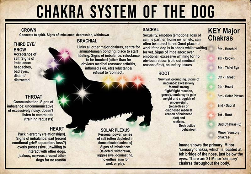 Chakra System Of The Dog  Corgi MH0709