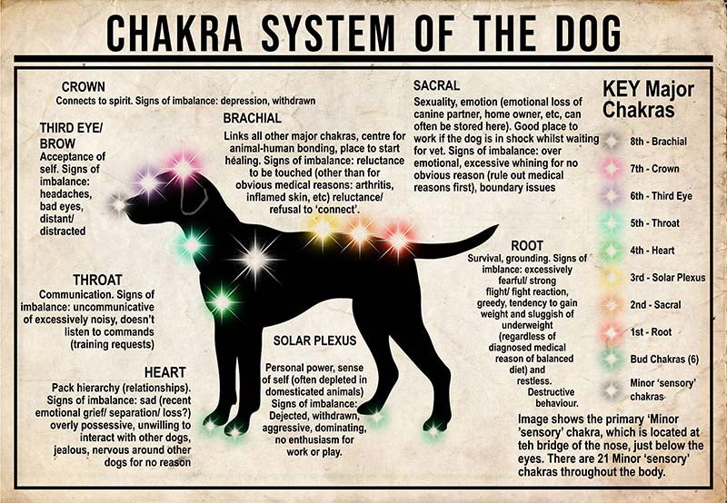 Chakra System Of The Dog  Dalmatian MH0709