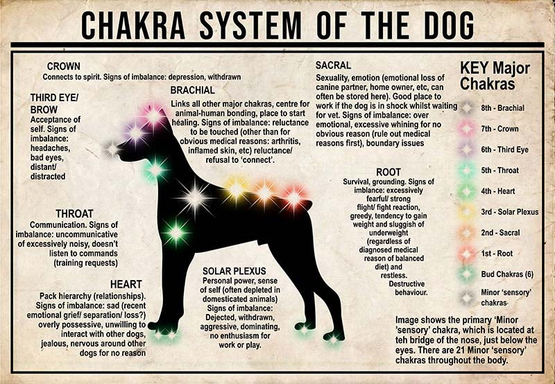 Chakra System Of The Dog  Doberman MH0709