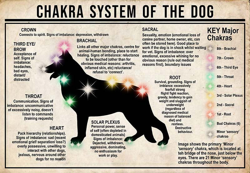 Chakra System Of The Dog  German Shepherd MH0709