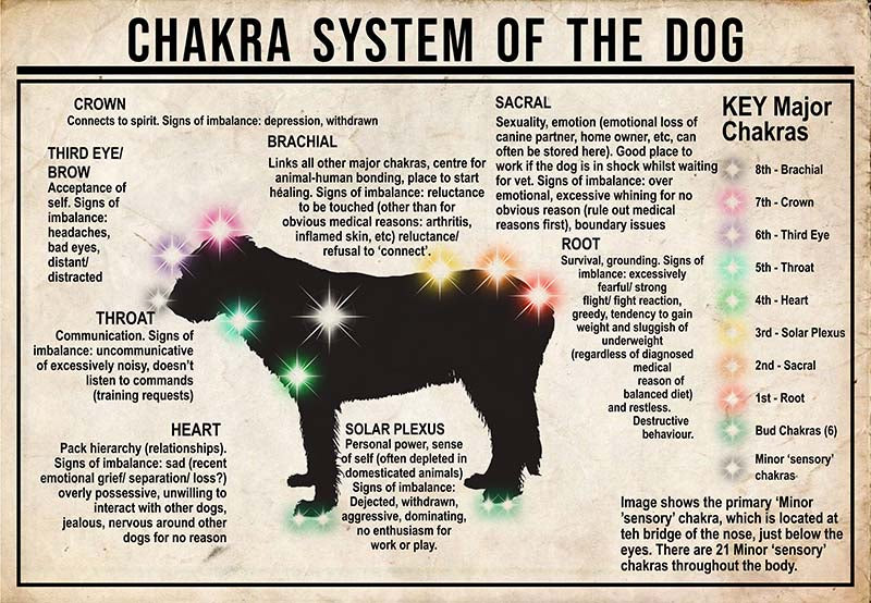 Chakra System Of The Dog  Irish Wolfhound MH0709