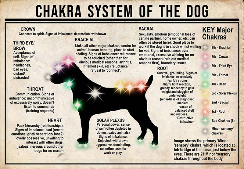 Chakra System Of The Dog  Jack Russell Terrier MH0709