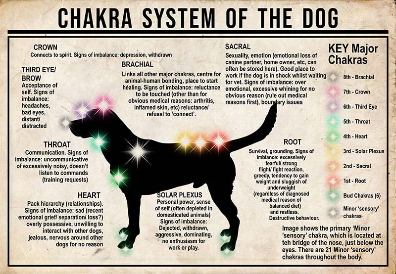 Chakra System Of The Dog  Labrador MH0709