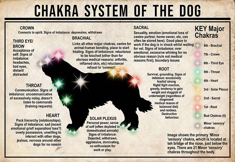 Chakra System Of The Dog  Newfoundland MH0709