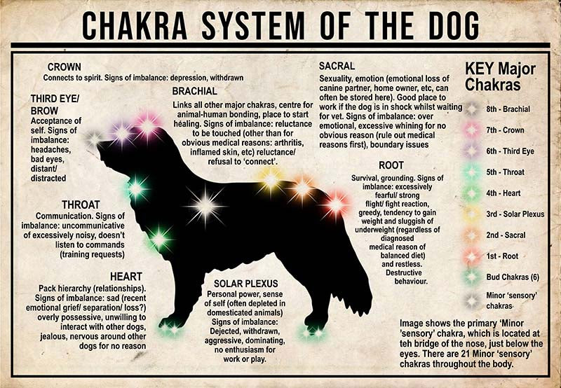 Chakra System Of The Dog  Nova Scotia Duck MH0709