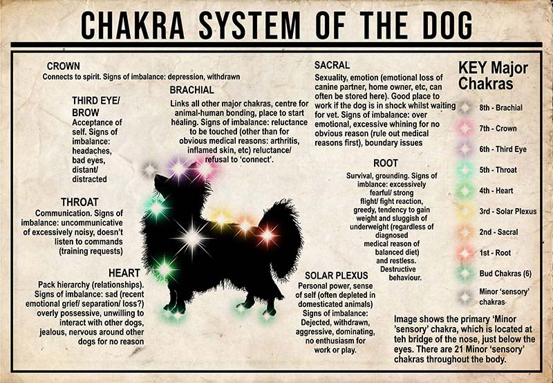 Chakra System Of The Dog  Papillon MH0709 