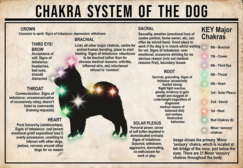 Chakra System Of The Dog  Pomeranian MH0709