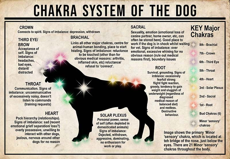 Chakra System Of The Dog  Rottweiler MH0709