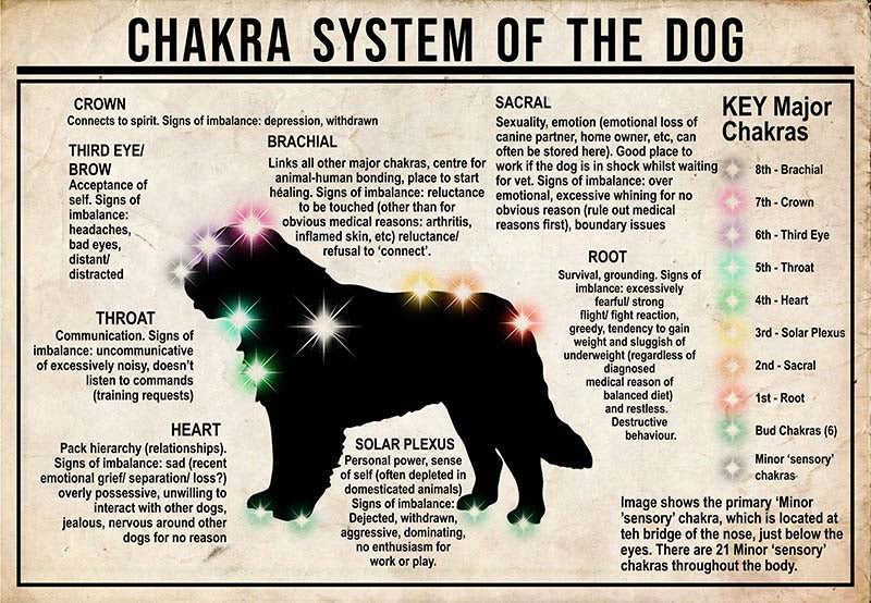 Chakra System Of The Dog  Saint Bernard MH0709