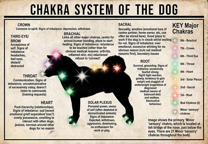 Chakra System Of The Dog  Shiba Inu MH0709