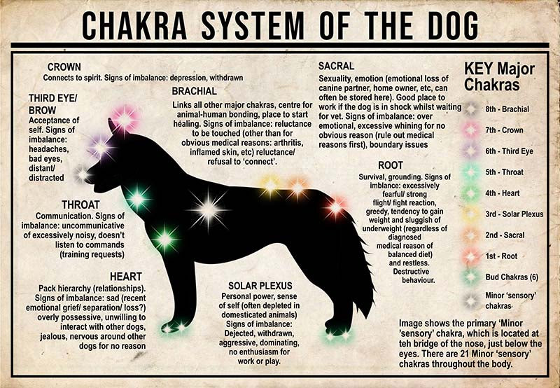 Chakra System Of The Dog  Siberian Husky MH0709