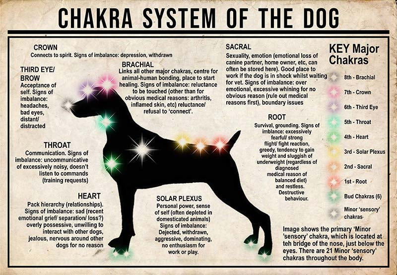 Chakra System Of The Dog  Weimaraner MH0709