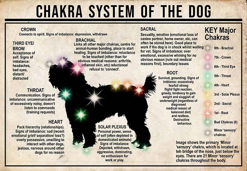 Chakra System Of The Dog  Yorkshire Terrier MH0709