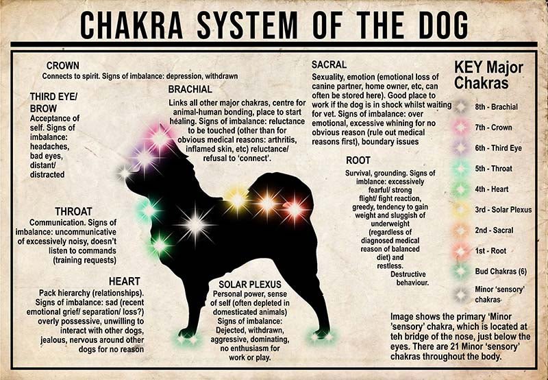 Chakra System Of The Dog  Chihuahua MH0709