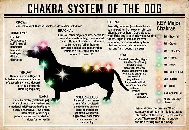 Chakra System Of The Dog  Dachshund MH0709