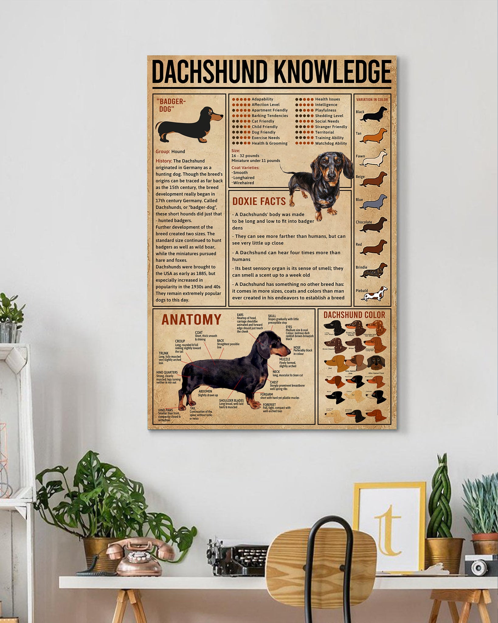 Dachshunds best sale and seizures