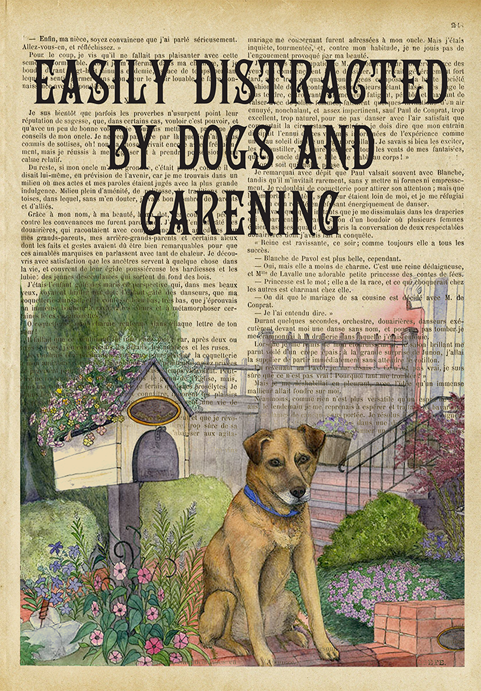 Dictionary Distracted By Basset Hound Gardening