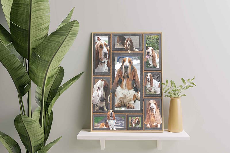 Dog Cute Basset Hound-TT2511