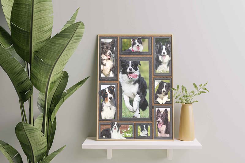 Dog Cute Border Collie-TT2511