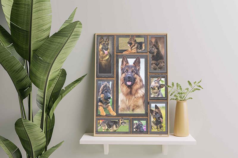Dog Cute French German Shepherd-TT2611