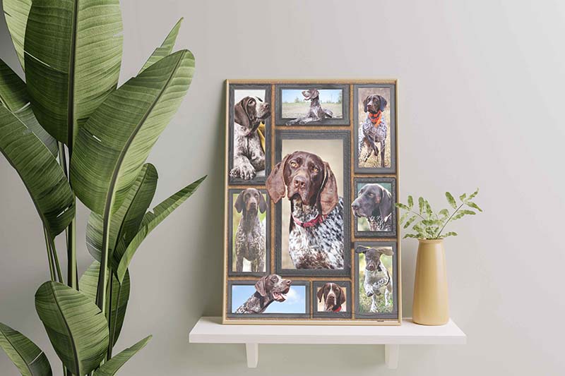 Dog Cute German Shorthaired Pointer-TT2611