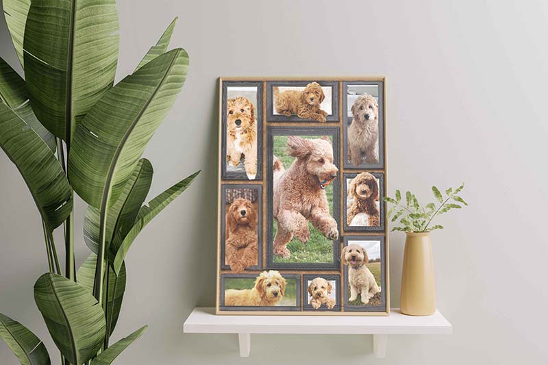 Dog Cute Goldendoodle-TT2711