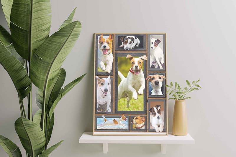 Dog Cute Jack Russell Terrier-TT3011