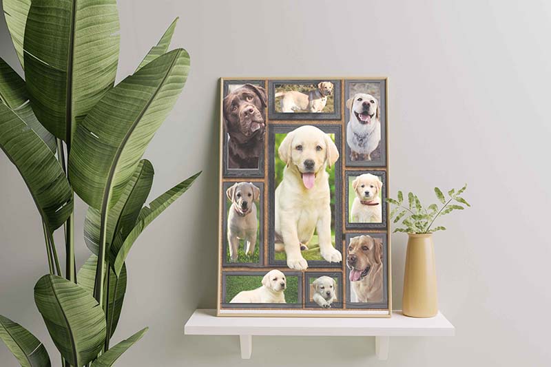 Dog Cute Labrador-TT3011