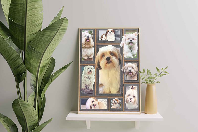 Dog Cute Lhasa Apso-TT3011