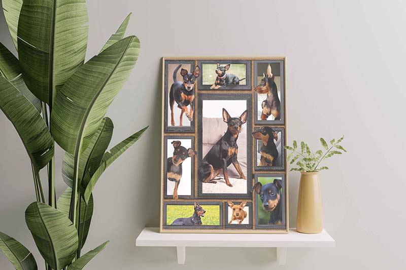 Dog Cute Pinscher-TT0112