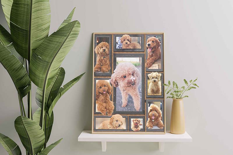 Dog Cute Poodle-TT0112