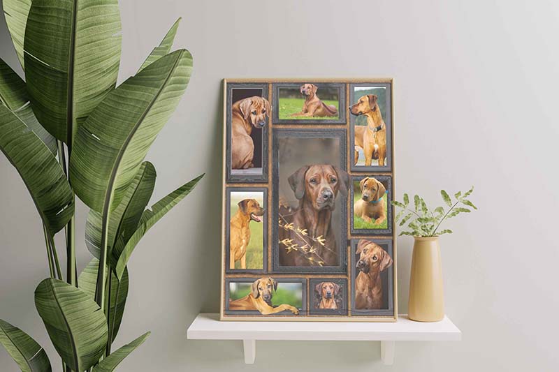 Dog Cute Rhodesian Ridgeback-TT0112